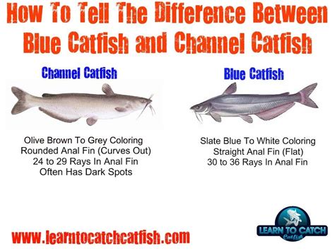 how to identify channel catfish